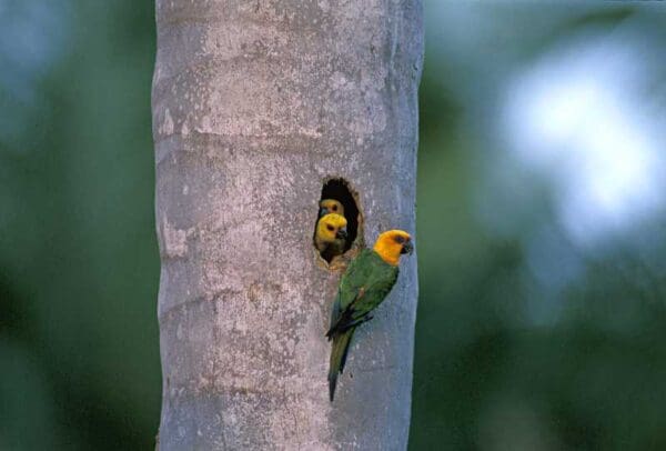 A wild Jandaya Conure family perches at and in a nest cavity
