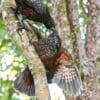 Wild Kākā wrestle while clinging to a branch