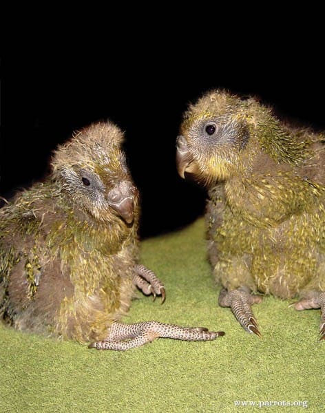 Kākāpō chicks Dit and Dot wait to be fed