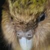 © Brent Barrett A closeup profile of a Kākāpō