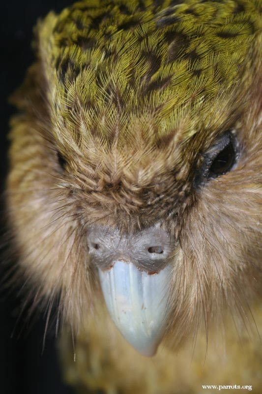 A closeup profile of a Kākāpō