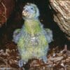 © Don Merton A wild Kākāpō chick is seen in a nest burrow