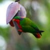 A wild Kuhl's Lorikeet climbs on a banana blossom
