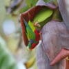 A wild Kuhl's Lorikeet feeds on banana blossom