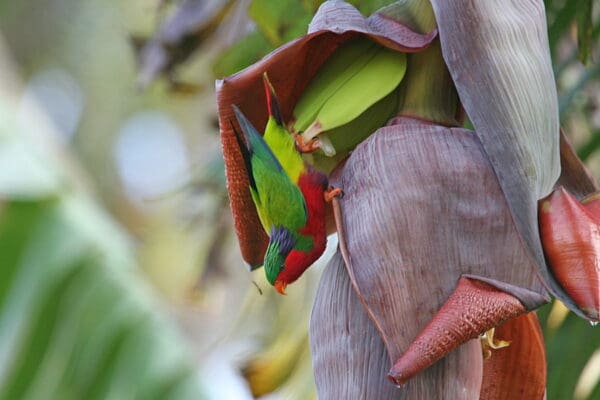 A wild Kuhl's Lorikeet feeds on banana blossom