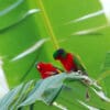Wild Kuhl's Lorikeets perch on a leaf