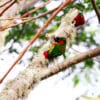 Wild Kuhl's Lorikeets perch at anest cavity