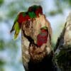 A wild Kuhl's Lorikeet family perches in a nest cavity