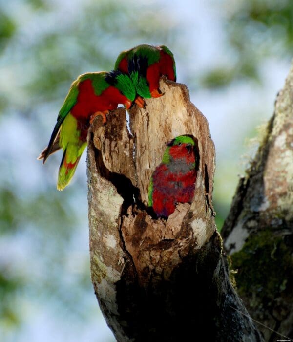 A wild Kuhl's Lorikeet family perches in a nest cavity