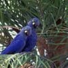 Wild Lear's Macaws perch in a palm