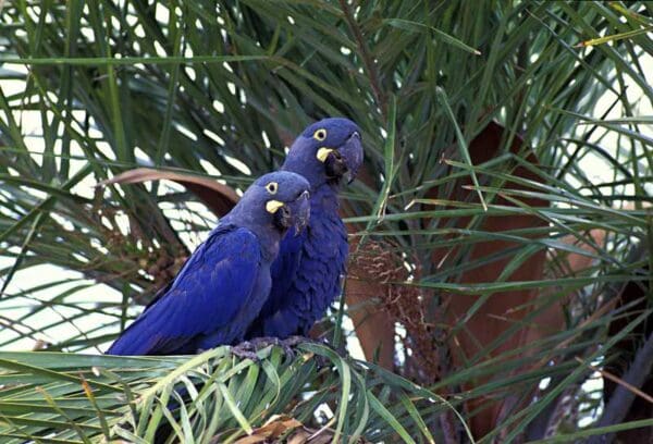 Wild Lear's Macaws perch in a palm