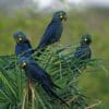 Wild Lear's Macaws perch in a palm