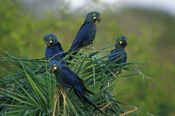 Wild Lear's Macaws perch in a palm