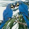 Lear's Macaws perch on palm branches