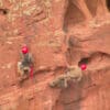 Researchers climb cliffs to locate Lear's Macaw nests