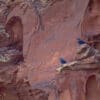 A wild Lear's Macaws perch on rocks