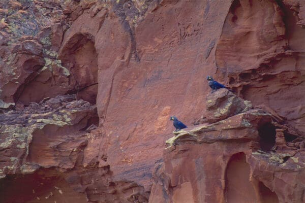 A wild Lear's Macaws perch on rocks