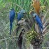 Wild Lear's Macaws feed in a palm