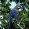 Wild Lear's Macaw feeds on nuts