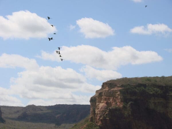 Wild Lear's Macaws fly near a cliff