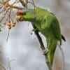 A feral Lilac-crowned Amazon perches on a branch