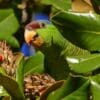 A feral Lilac-crowned Amazon feeds on berries