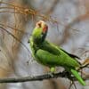 A feral Lilac-crowned Amazon feeds on berries