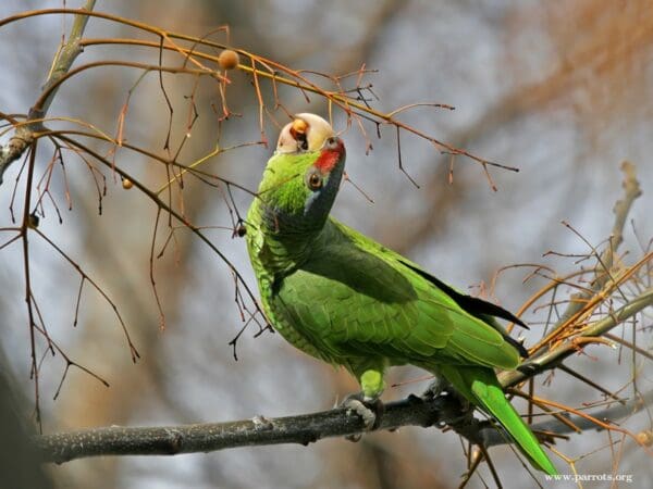A feral Lilac-crowned Amazon feeds on berries