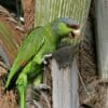 A feral Lilac-crowned Amazon clings to a palm