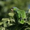 A feral Lilac-crowned Amazon feeds