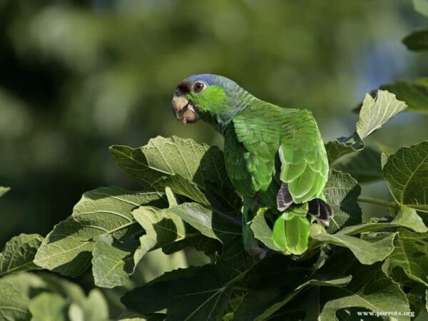 A feral Lilac-crowned Amazon feeds