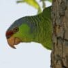 A feral Lilac-crowned Amazon clings to a tree trunk