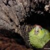 A Lilac-crowned Amazon chick sits in its nest