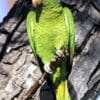A feral Lilac-crowned Amazon perches on a branch