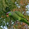 A feral Lilac-crowned Amazon clings to a branch