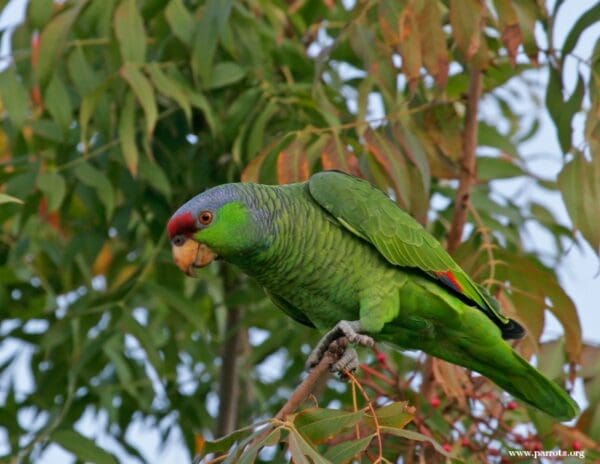 A feral Lilac-crowned Amazon clings to a branch