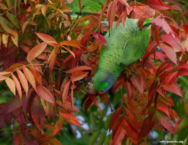 A feral Lilac-crowned Amazon clings to a branch