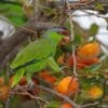 A feral Lilac-crowned Amazon feeds on persimmon