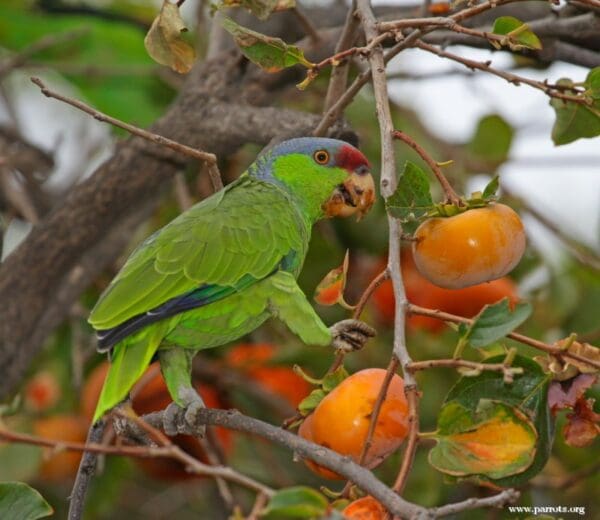 A feral Lilac-crowned Amazon feeds on persimmon
