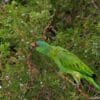 A feral Lilac-crowned Amazon feeds on juniper berries