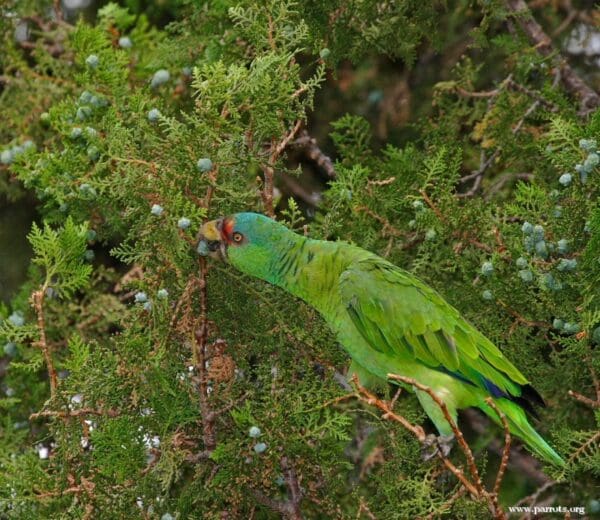 A feral Lilac-crowned Amazon feeds on juniper berries