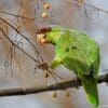 A feral Lilac-crowned Amazon perches on a branch