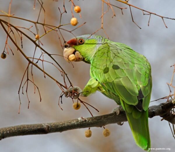 A feral Lilac-crowned Amazon perches on a branch