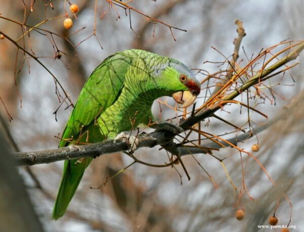 A feral Lilac-crowned Amazon perches on a branch