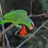 A feral Lilac-crowned Amazon feeds on fruit