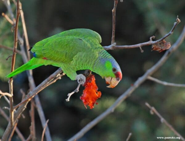 A feral Lilac-crowned Amazon feeds on fruit