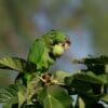 A feral Lilac-crowned Amazon feeds on a fig