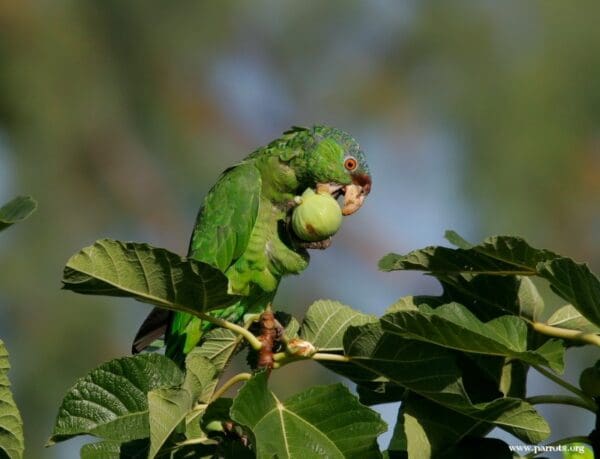 A feral Lilac-crowned Amazon feeds on a fig