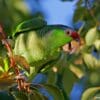 A feral Lilac-crowned Amazon clings to a branch