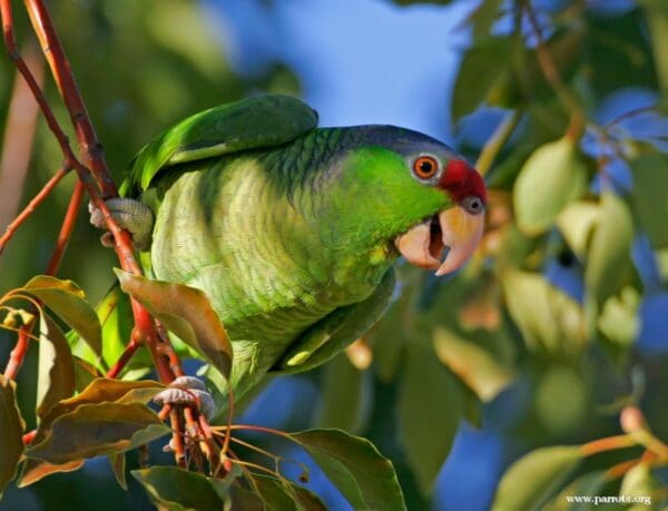 A feral Lilac-crowned Amazon clings to a branch